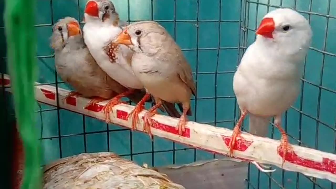 Love Birds playing