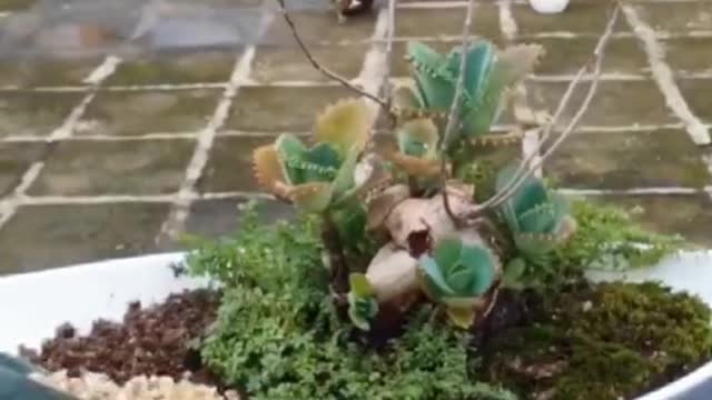 Teach you how to make bonsai easily 3