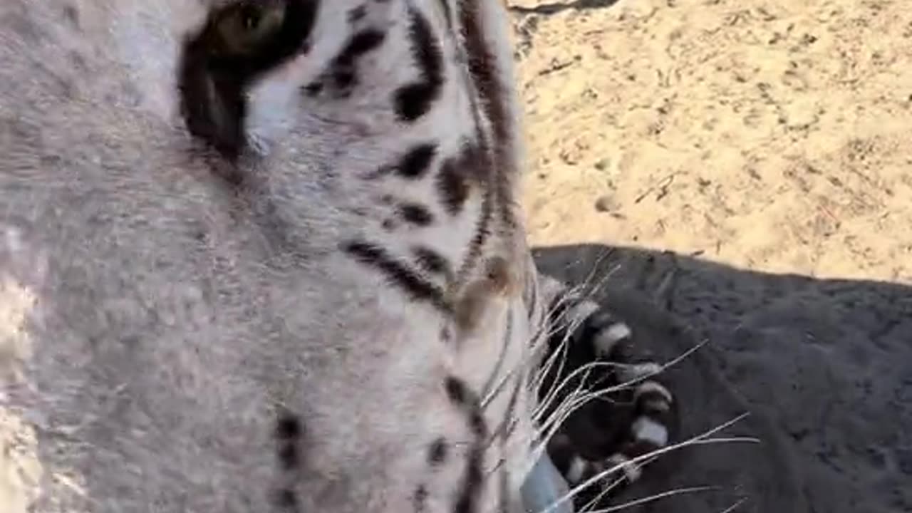 Do wild animals like whipped cream! 🐆🐯🐻❤️ _Safari Sammie