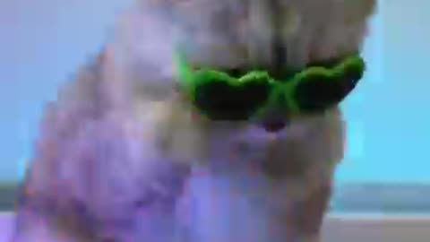 This is cat bdmasi fanyy video cat