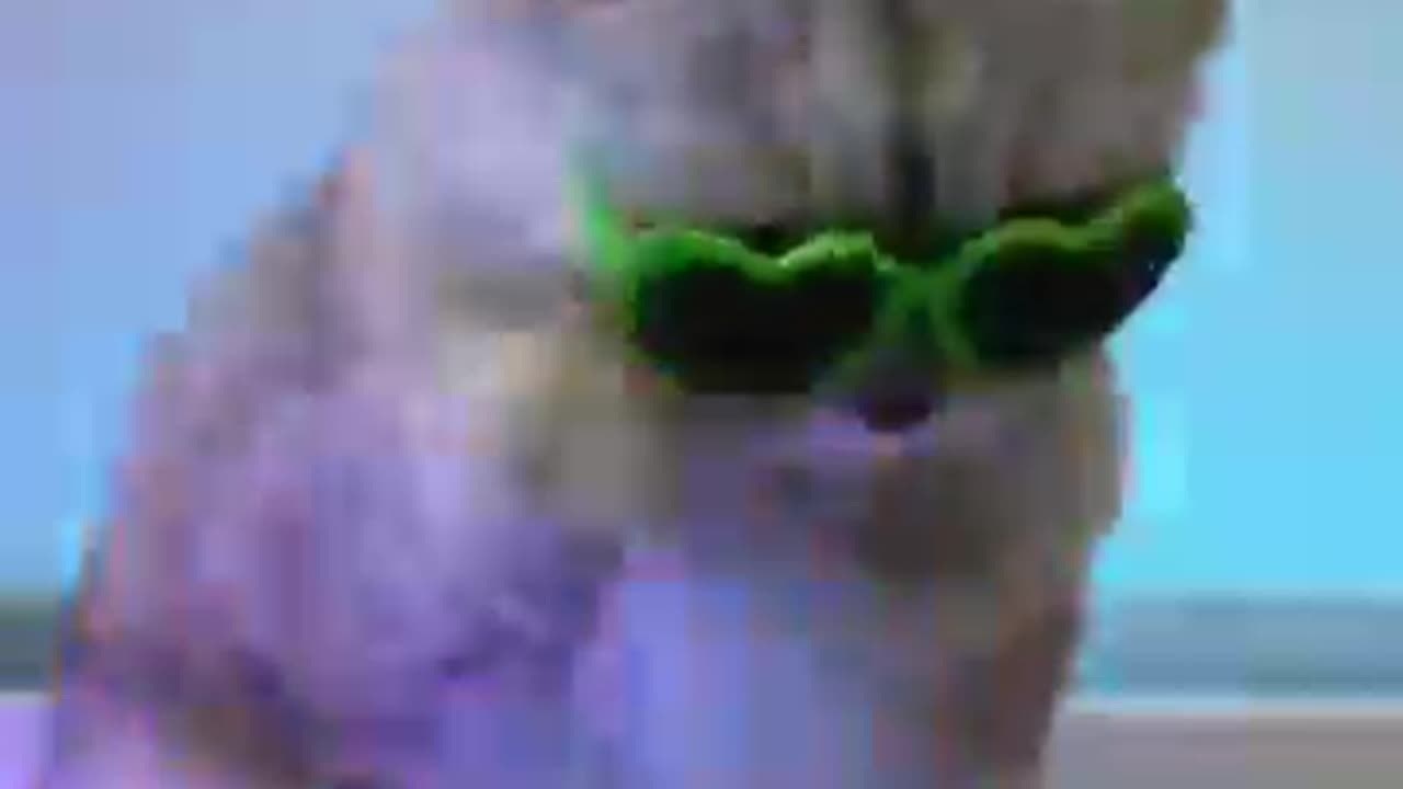 This is cat bdmasi fanyy video cat