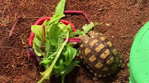 Otis The Tortoise (hatched sulcata tortoise)