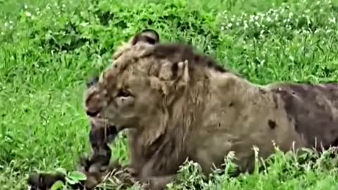 A lion with a broken spine