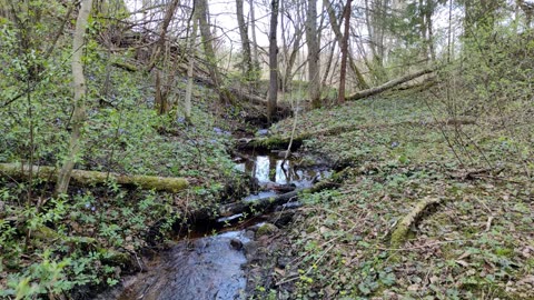 A stream in the forest, spring ( relax )