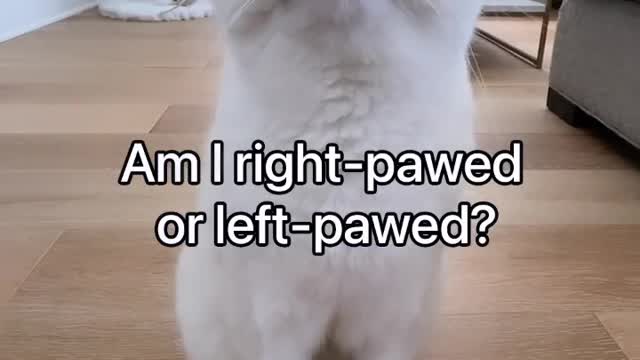 Yep, I’ve got a mean right hook - Cute Cat video Funny