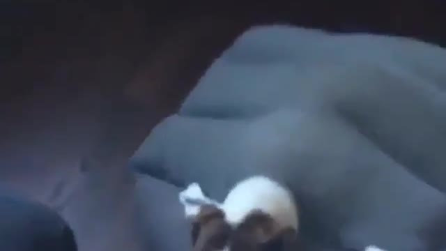 Find the mental shadow area of the dog
