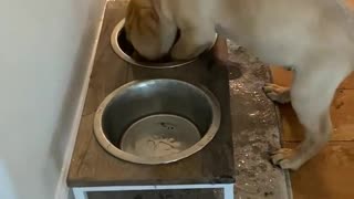 Puppy Plays in Water Bowl