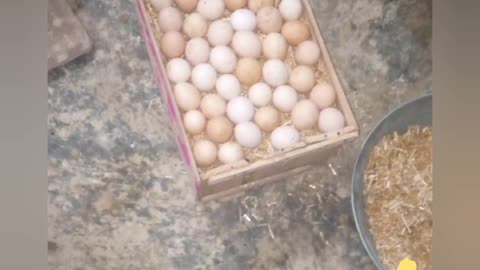 👌 wow first egg laid by chick 🐥