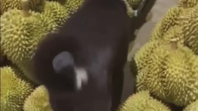 Funniest Videos 2022 🤣 Cute Cats and Funny Dogs 🐶😹 #17