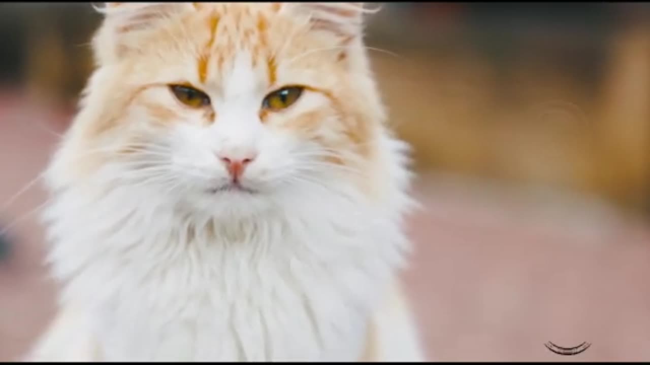 Sad Cat