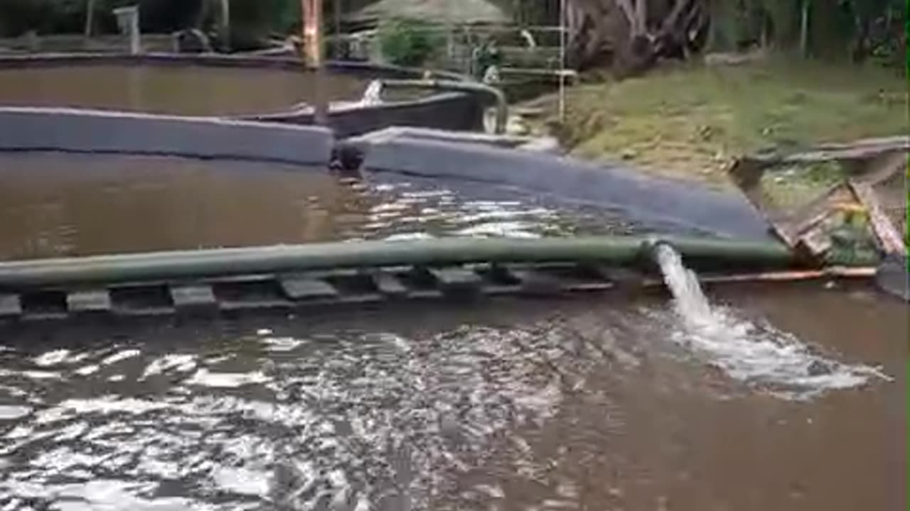 Ducks gracefully glide across the serene waters