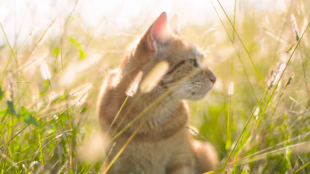 beautiful cat in the sun