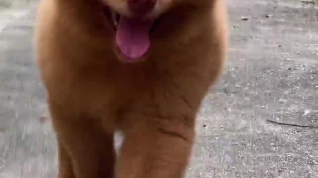 Take the dog for a walk around the path