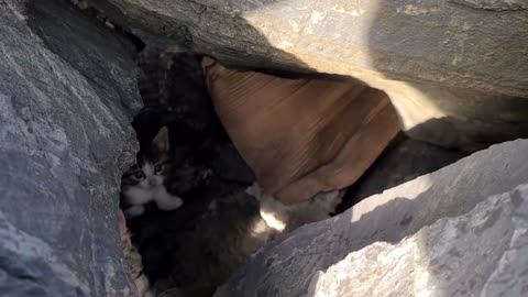 Poor mother cat hiding in the cliffs to protect her Kittens.