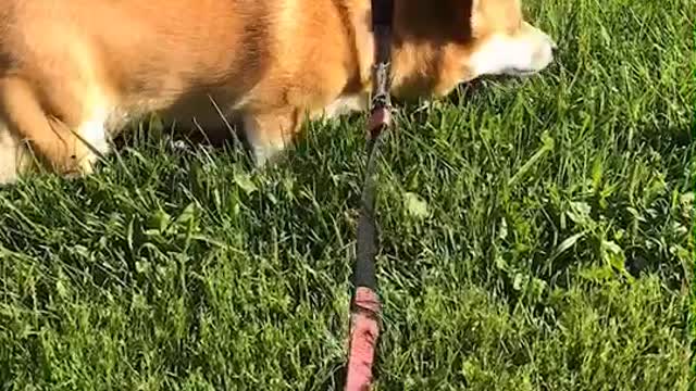 dog eatting grass