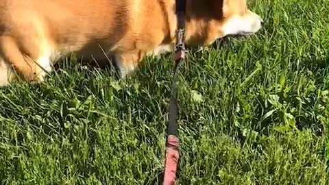 dog eatting grass