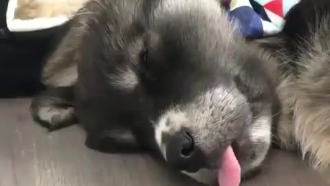 Dog sleeping video 🥱/cute animal video/dog funny video/animal video/dog funny video