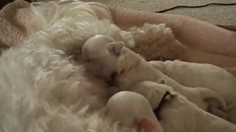 Young Maltese Puppies