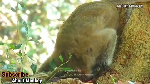 Poor Young Mom Monkey Unsuccessful Giving Birth Her First Newborn Baby & Pass Away