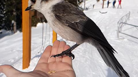 Beautiful Slow Motion Bird