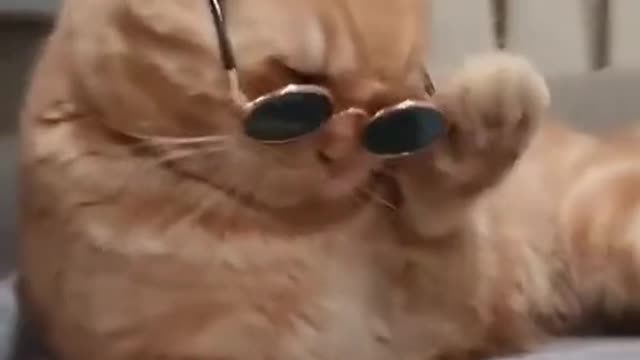 Funny cat