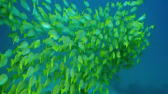 Stunning Underwater footage + Music | Nature Relaxation Rare & Colorful Sea Life Video