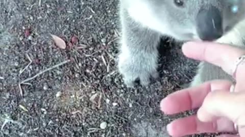 Koalas Care Guide in Under A Minute