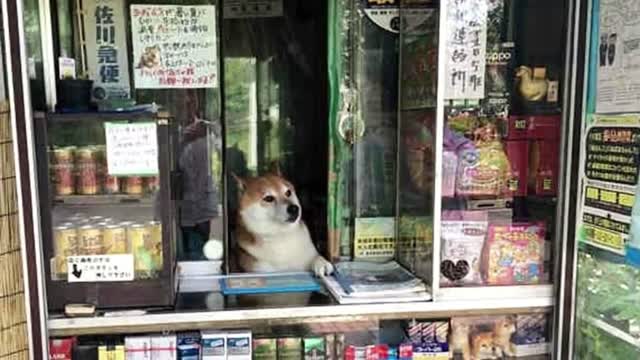 Sales DOG – A Cute Shiba Inu Who Works A Little Shop In Japan