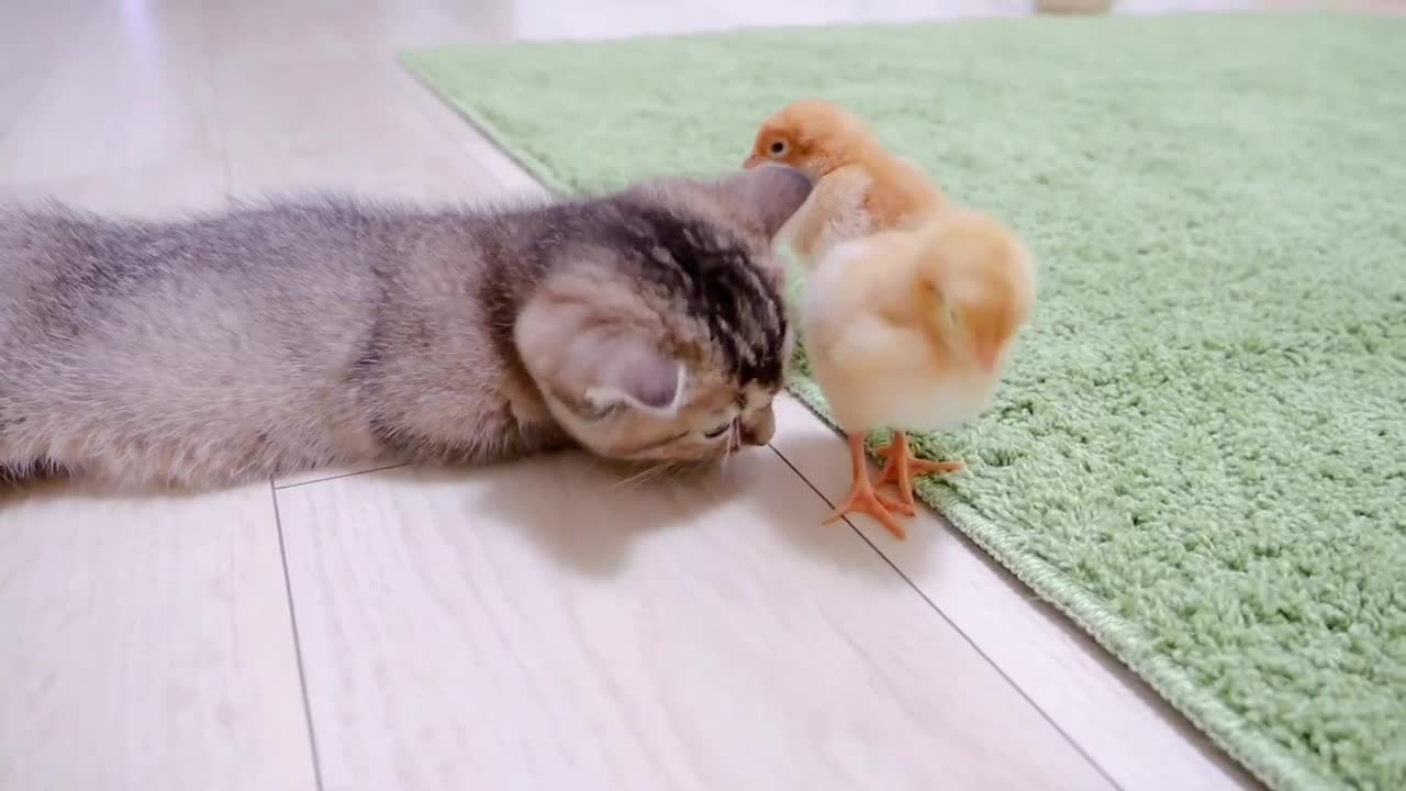 cat and chicks