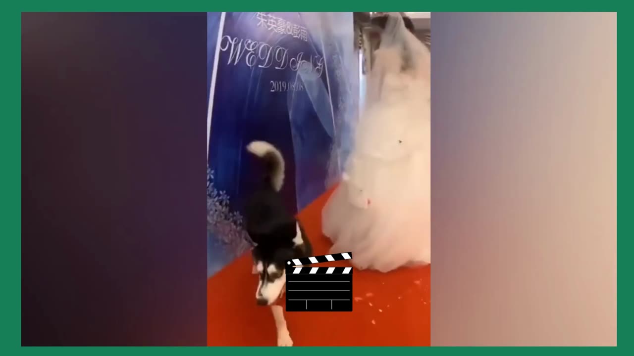 Funniest Animals 2023 😂 Funny Cats and Dogs Videos 😺🐶