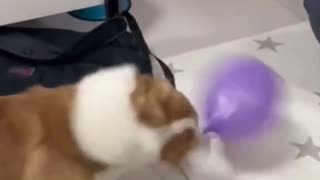 Balloon crazy shake dog play 🙇🤝.