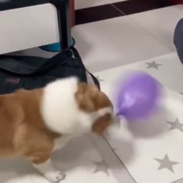 Balloon crazy shake dog play 🙇🤝.