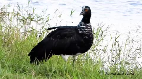 Horned Screamer, Sounds of Anhima cornuta, Anhuma, Birds of flooded regions,