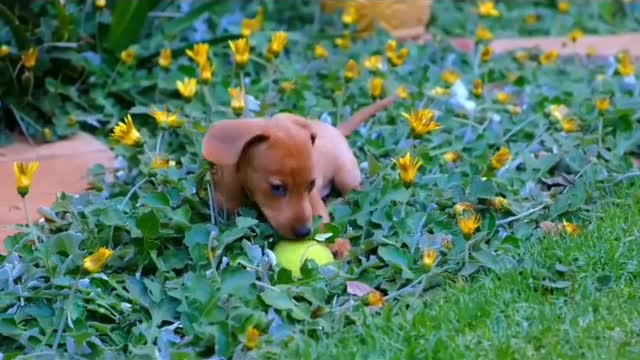 Cute and funny baby dogs videos 2022