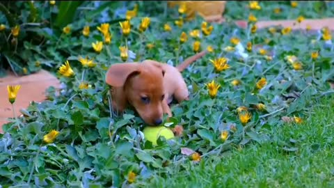 Cute and funny baby dogs videos 2022