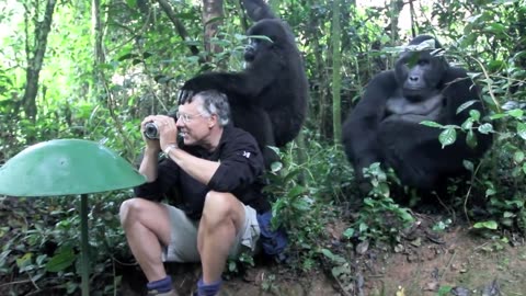 Touched by a Wild Mountain Gorilla: The Original