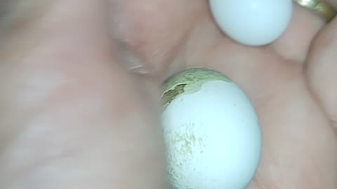 My cockatiels hatched their eggs and gave up