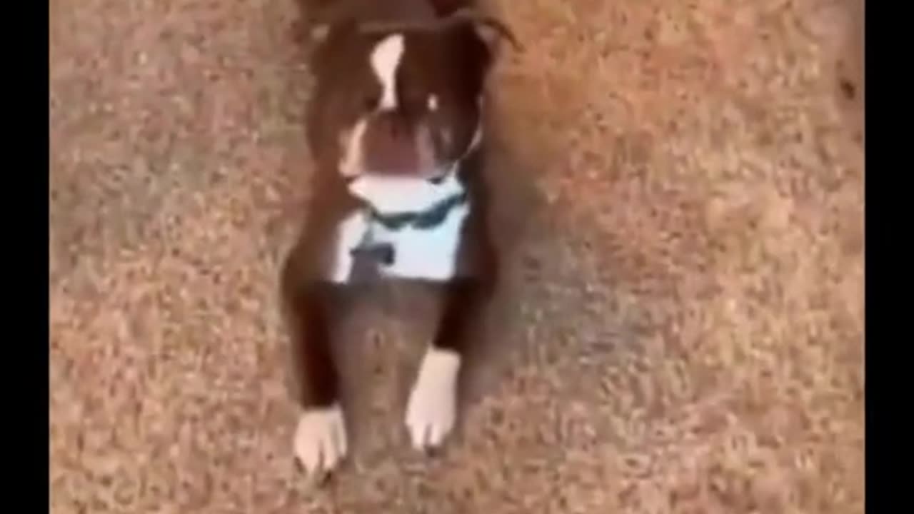 funny dogs falling