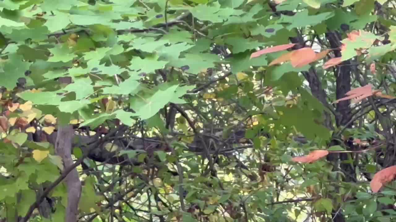 Blue Jay short visit 😂