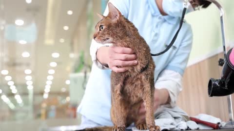 Bathing the cat