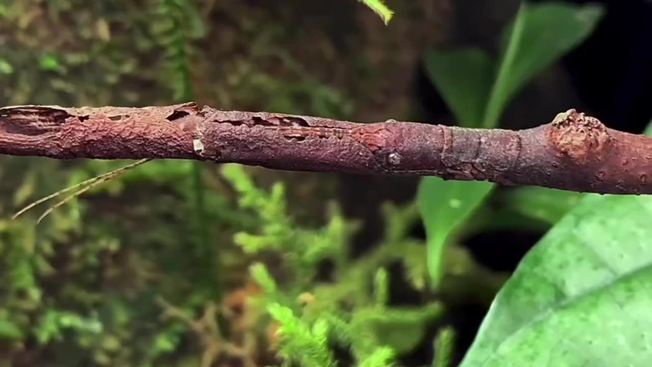 "Secrets of Nature's Illusionist: The Hermagoras sigillatus Stick Insect"