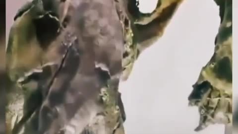 WHAT DOES A REPTILIAN LOOK LIKE?