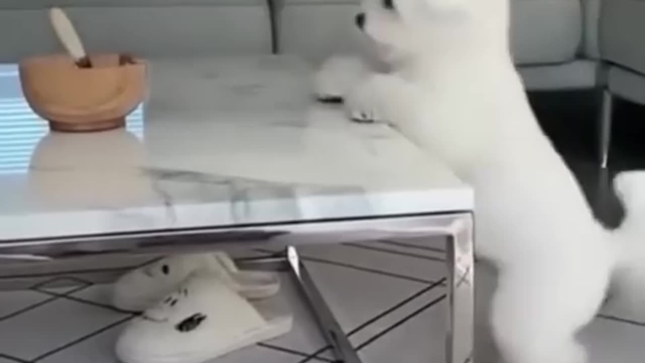 Funny animals LOL moment 😂| funny cat😹and dog 🐕 video.