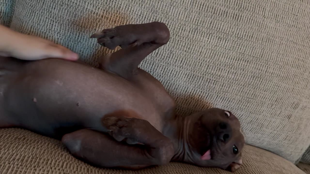 Derpy Xolo Lets Tongue Hang Out