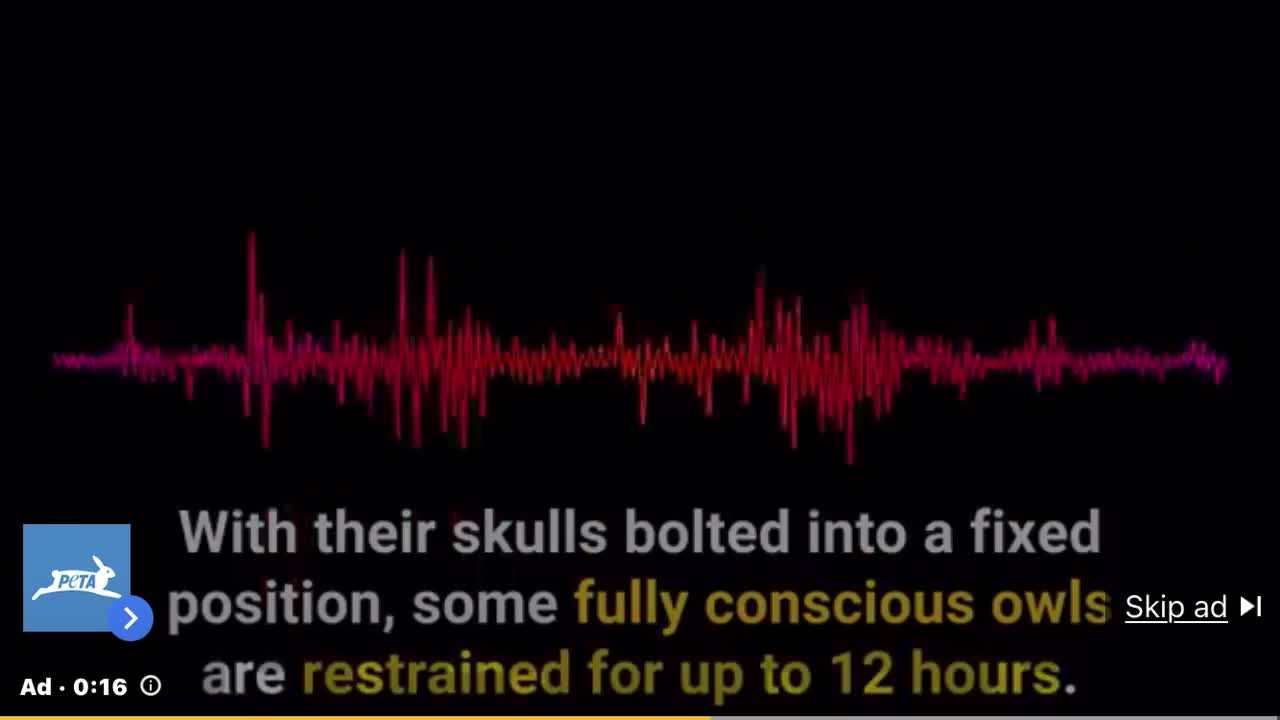 TORTURING OWLS. PLEASE HELP EXPOSE THEM