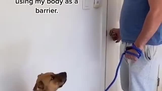 Dog training video