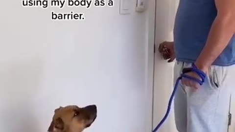 Dog training video