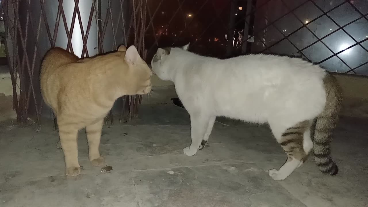 Homeless cats in UAE, Ras Al Khaimah: ED SHEERAN & STING #TheVoice #cat #cats #Sting #EdSheeran #pet