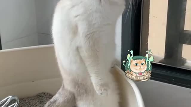 WOW CAN THIS CAT STAND LIKE A HUMAN!!?