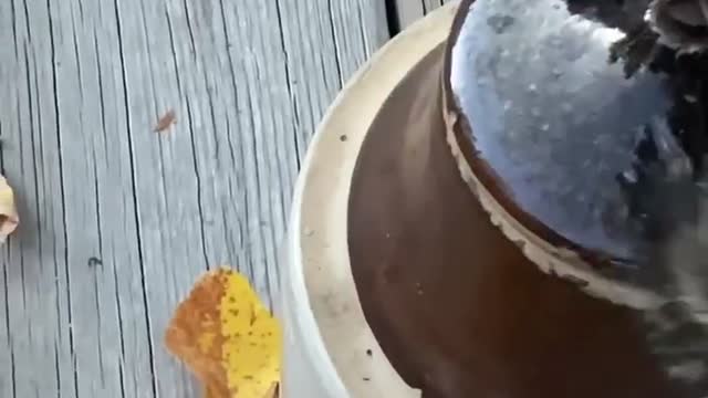 Smart Chipmunk Opens Crock Containing Peanuts